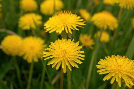 Low Angle Close up of Dandelion Flowers or Weeds Growing in Grass in Spring. High quality photo