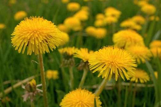 Low Angle Close up of Dandelion Flowers or Weeds Growing in Grass in Spring. High quality photo