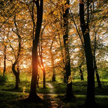 Sunset in a fairy forest. Sunset sun rays break through the leaves of trees. Park with trees and green foliage