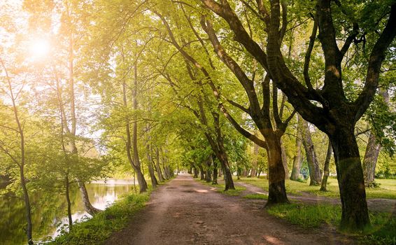 Park with a path and rows of old trees. Park Alley in the sunset. High quality photo