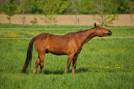 Horse Choke: a Brown Stallion with esophageal obstruction or strictures or choking on hay juts and thrusts head and gags and coughs after eating hay while grazing.