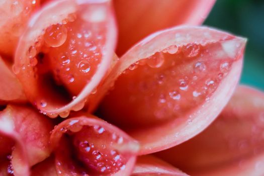 Close-up of flower petal with water drops. Morning water dew. Selective focus.