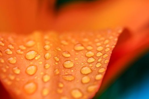 Close up of blooming orange lilies with water drops