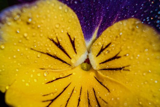 Close-up of flower petal with water drops. Morning water dew. Selective focus.