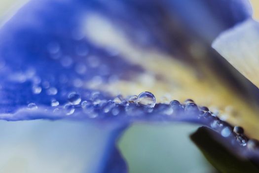 Close-up of flower petal with water drops. Morning water dew. Selective focus.