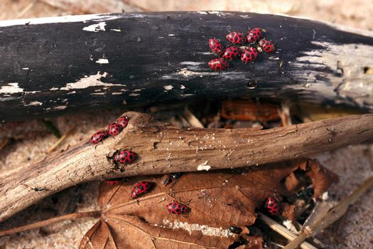 Macro Close up of Large Number of Ladybugs and Beetles Gather in Spring on Organic Debris on the Beach. High Quality Photo.