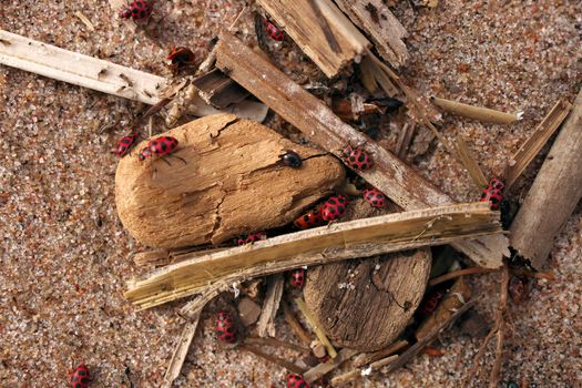 Macro Close up of Large Number of Ladybugs and Beetles Gather in Spring on Organic Debris on the Beach. High Quality Photo.