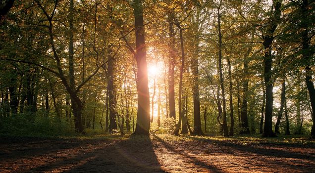 Sunset in a fairy forest. Sunset sun rays break through the leaves of trees. Park with trees and green foliage