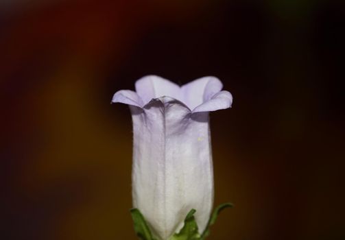 Flower blossom close up Campanula medium family campanulaceae high quality big size print shop wall posters home decor natural plants