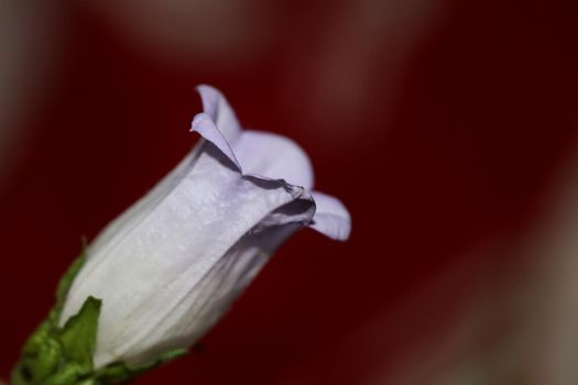 Flower blossom close up Campanula medium family campanulaceae high quality big size print shop wall posters home decor natural plants