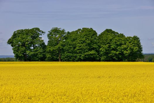 Wide Shot of Canola Field or Rapeseed Farm on a Breezy and Sunny Day with Stand of Trees in Background. Plenty of copy space. High quality photo.
