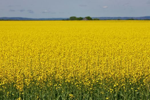 Wide Shot of Canola Field or Rapeseed Farm on a Breezy and Sunny Day with Distant Barn in Background. Plenty of copy space. High quality photo.