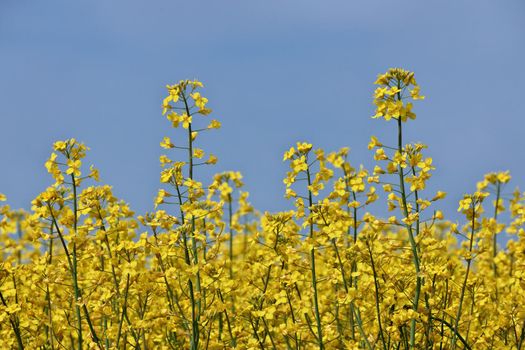 Close up of Yellow Canola Flowers in a Farm Field Against a Sunny Blue Sky. High quality photo.