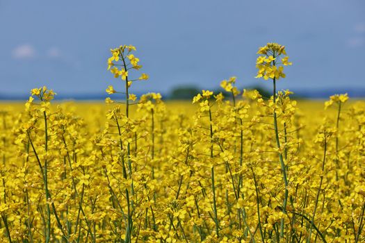 Close up of Yellow Canola Flowers in a Farm Field Against a Sunny Blue Sky. High quality photo.