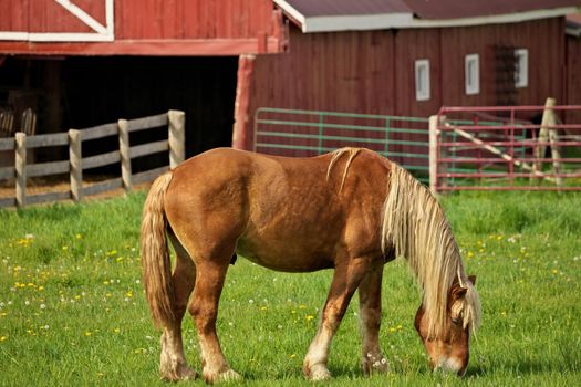 A Male Flaxen Chestnut Horse Stallion Colt Grazing in a Pasture Meadow with Red Barn in Background. High quality photo