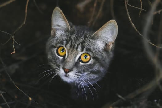 Closeup adorable shorthair striped gray cat with gold eyes outdoor