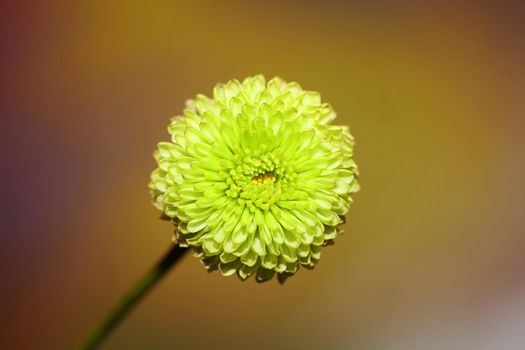 Green flower blossom close up Chrysanthemum indicum family Compositae botanical background high quality big size prints home decoration