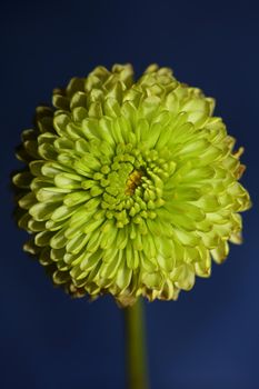 Green flower blossom close up Chrysanthemum indicum family Compositae botanical background high quality big size prints home decoration