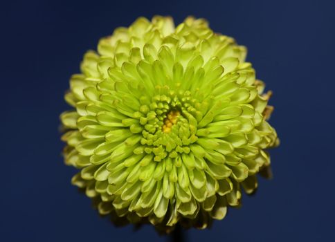 Green flower blossom close up Chrysanthemum indicum family Compositae botanical background high quality big size prints home decoration