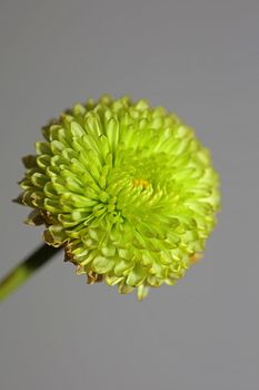 Green flower blossom close up Chrysanthemum indicum family Compositae botanical background high quality big size prints home decoration