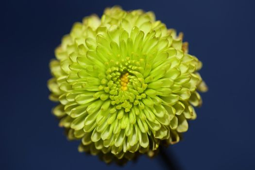 Green flower blossom close up Chrysanthemum indicum family Compositae botanical background high quality big size prints home decoration