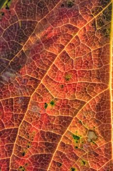 Background of a colorful autumn leaf. Close-up