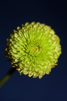 Green flower blossom close up Chrysanthemum indicum family Compositae botanical background high quality big size prints home decoration