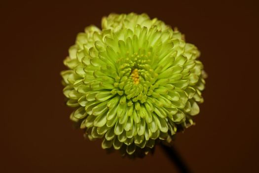 Green flower blossom close up Chrysanthemum indicum family Compositae botanical background high quality big size prints home decoration