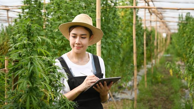 Asian woman smart farmer using digital tablet and checking cannabis plantation in greenhouse. Alternative herbal medicine, hemp industry concept.