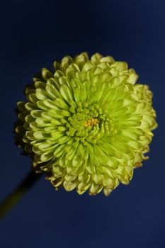 Green flower blossom close up Chrysanthemum indicum family Compositae botanical background high quality big size prints home decoration