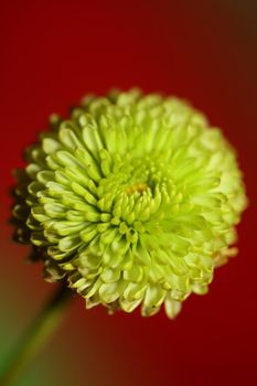 Green flower blossom close up Chrysanthemum indicum family Compositae botanical background high quality big size prints home decoration