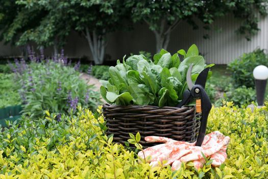 Green juicy fresh raw spinach in a wicker basket in the vegetable garden on a background of greenery. secateurs and gardening gloves lie next to the basket. Gardening concept. Organic superfood. Nutrition and treatment. Vitamins and minerals. Vegan food.