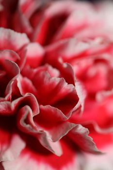 Red flower blossoms close up dianthus caryophyllus family caryophyllaceae botanical background modern high quality big size prints