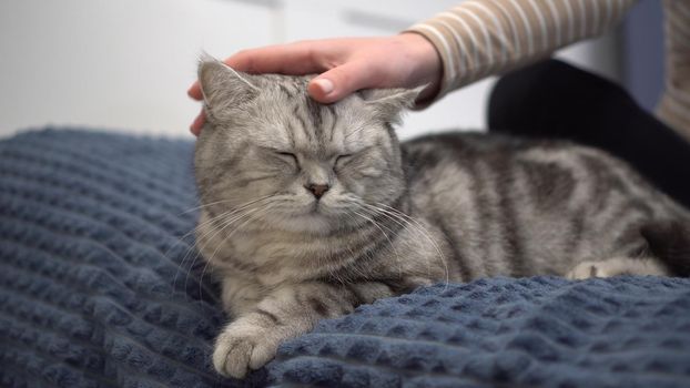 A young pregnant woman is stroking a cat closeup. A girl in a bedroom on a bed with a British cat. 4k