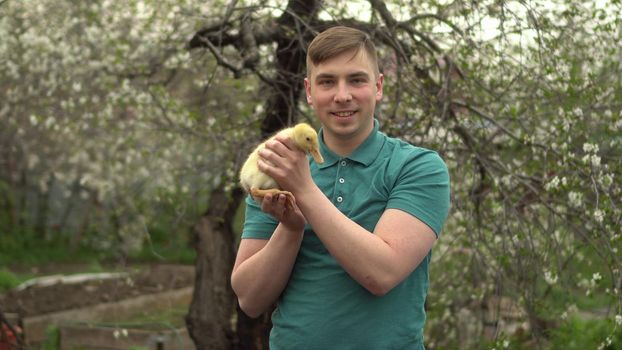 A young man holds a real duckling in his arms. A man in the garden with a bird. 4k