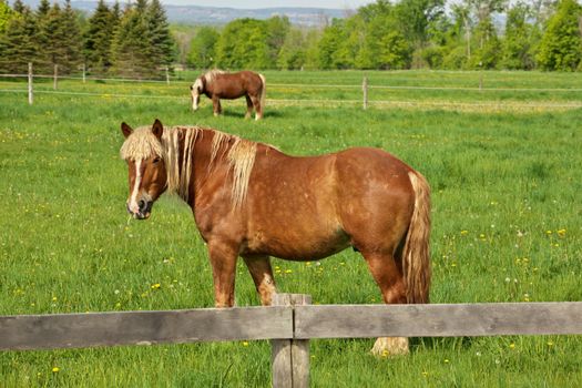 A Happy Male Flaxen Chestnut Horse Stallion Colt with Mouthful of Grass Hay Humorously and with Curiosity Looks Towards Camera While Grazing in Pasture. High quality photo