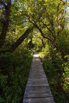 Walking path in the woods during a vibrant sunny summer day. Taken near Tofino, Vancouver Island, British Columbia, Canada.