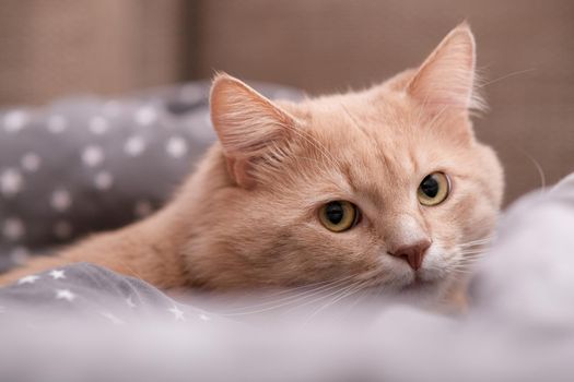 Fluffy ginger cat on a gray bedspread. Long-haired cat in the crib. Molting cats