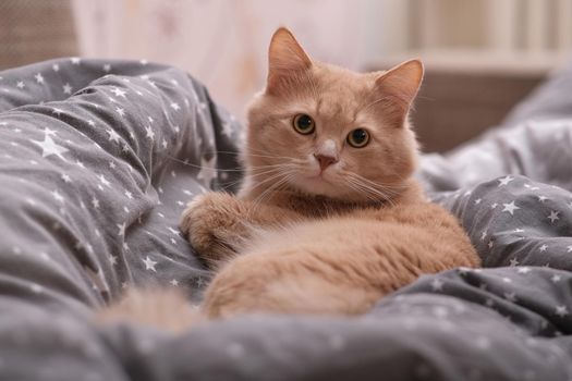 Fluffy ginger cat on a gray bedspread. Long-haired cat in the crib. Molting cats