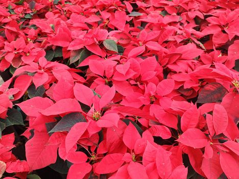 Top view of a garden bed lined with red poinsettias (Euphorbia pulcherrima).