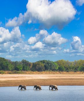 Three elephants crossing a river, elephants in the water with blue sky, Elephants cross the river at Luangwa.