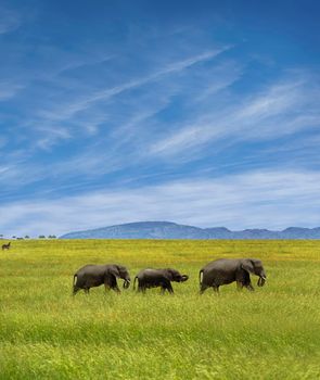 Elephants walking through the jungle, Elephant family walking through the jungle with mountains in the background and blue sky