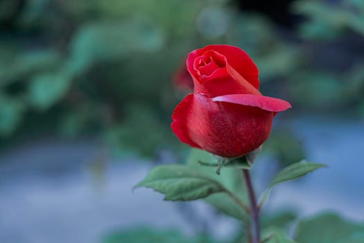 Pink Rose in the garden on green background.