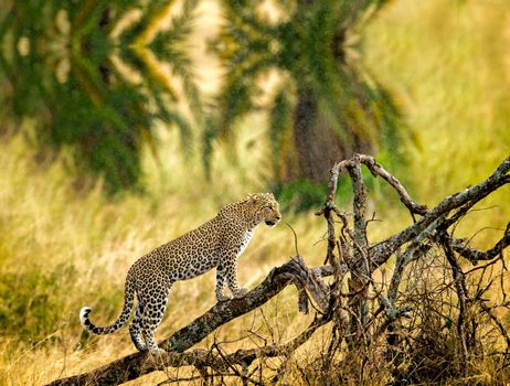 A cheetah in the branches of a tree, Cheetah in the tree in Serengeti, Tanzania