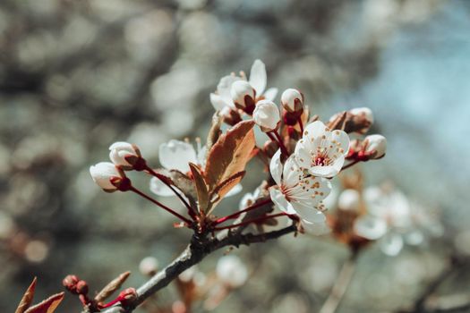 Spring blossom background. Beautiful nature scene with blooming tree on sunny day. Spring flowers. Beautiful orchard in Springtime. Abstract background