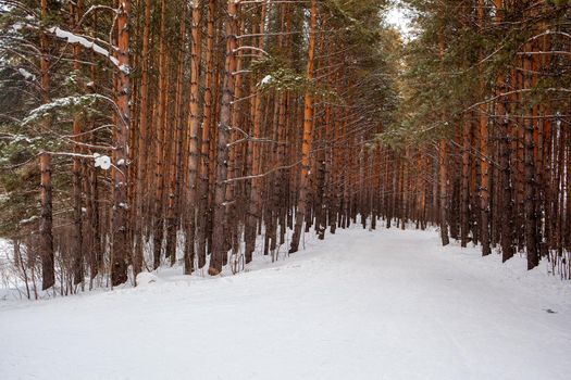 A walk through the winter forest. Snow trees and a cross-country ski trail. Beautiful and unusual roads and forest trails. Beautiful winter landscape. The trees stand in a row