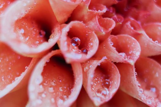 Close-up of flower petal with water drops. Morning water dew. Selective focus.