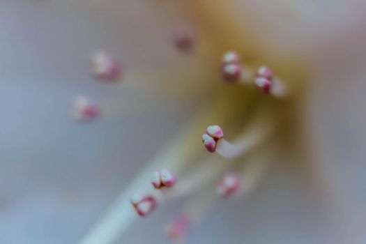 Abstract floral background with macro flower stamens. Soft selective focus. Blurred beautiful petal. Beautiful Macro of pink flower. Beautiful vivid macro of purple Rhododendron pistil and stamens