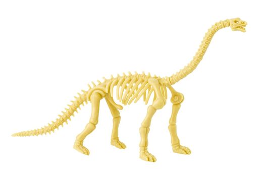 Dinosaur skeleton plastic model toy isolated on white. 