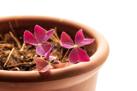 Oxalis Triangularis or Purple Shamrock house plant is waking up after winter dormancy in terra cotta ceramic pot. White background. New growth concept 